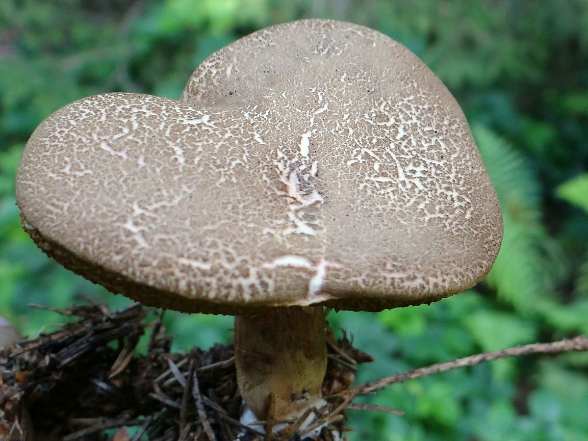 Bolet fissuré