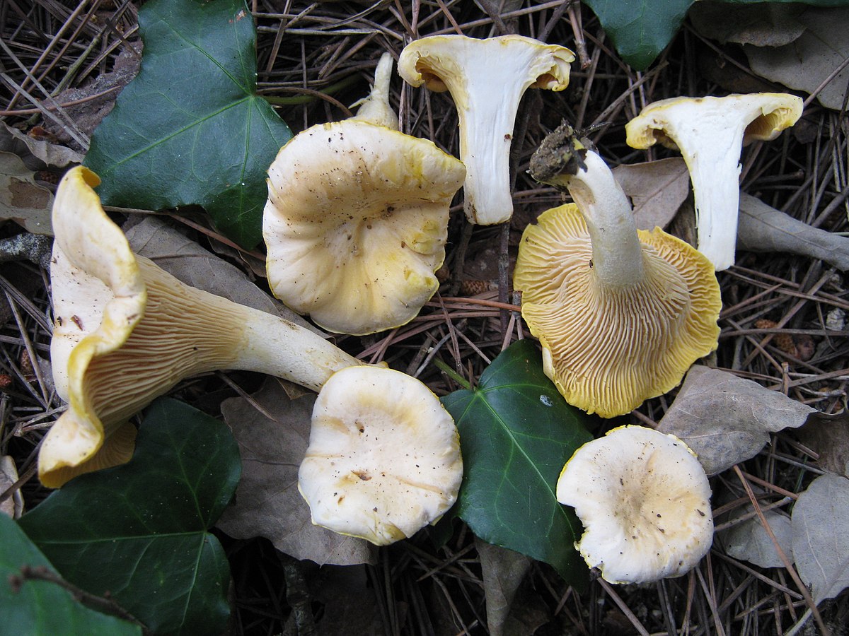 Girolle pruineuse